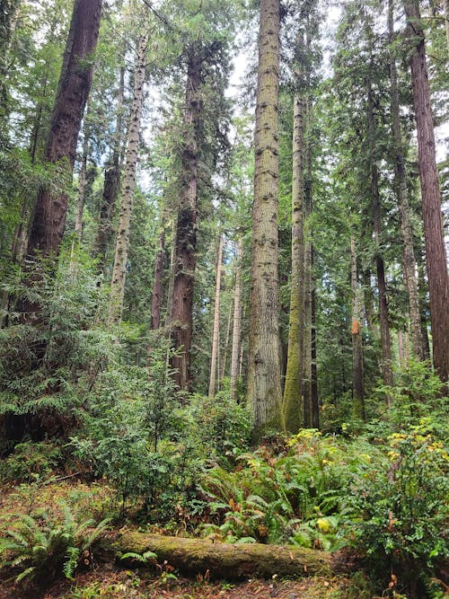 Gratis stockfoto met bomen, Bos, Californië