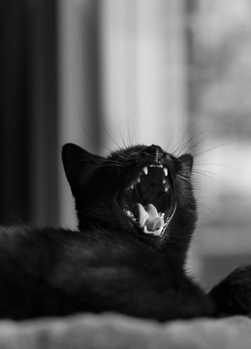 Grayscale Photo of a Sleepy Cat