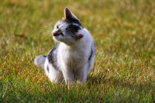 A Cat on the Grass 