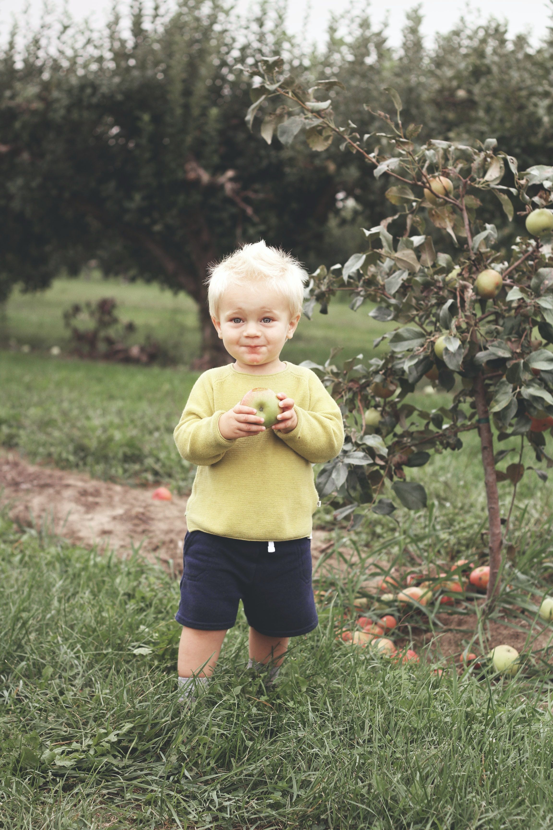 Toddler Standing Beside Green Leafed Plant Holding Fruit