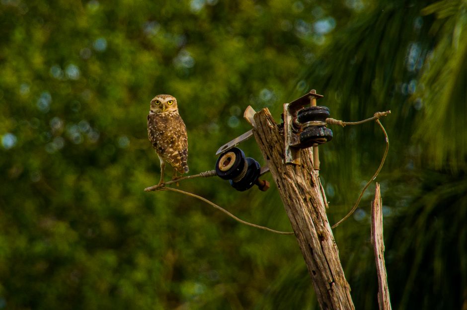Imagem de Mato Grosso do Sul - Cleiton Silva no Pexels Paisagem de Mato Grosso do Sul - Cleiton Silva