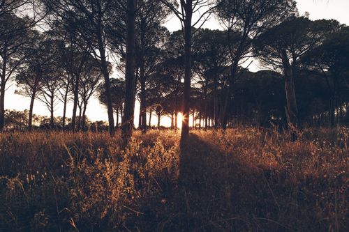 Free Golden sunlight filters through a tranquil forest, capturing the essence of nature's calm beauty at sunset. Stock Photo