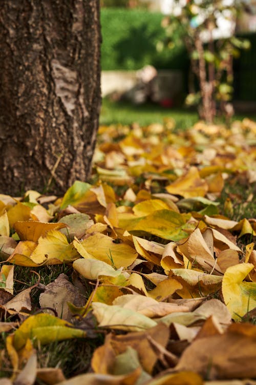 Free stock photo of abstract background, autumn, autumn aesthetic