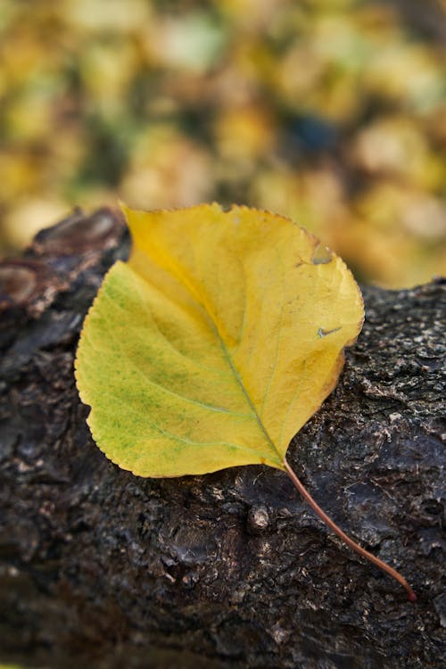Close-Up Shot of an Autumn Leaf on the Rock