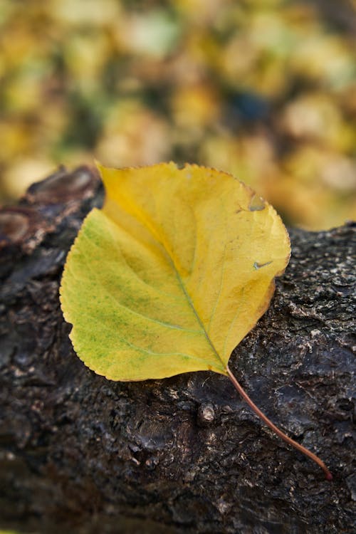 Základová fotografie zdarma na téma detail, kámen, podzimní list