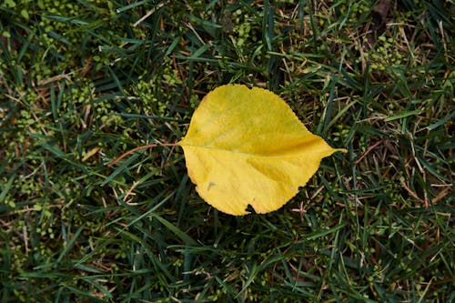 Free stock photo of abstract background, autumn, autumn aesthetic