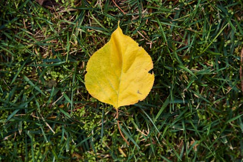 Free stock photo of abstract background, autumn, autumn aesthetic