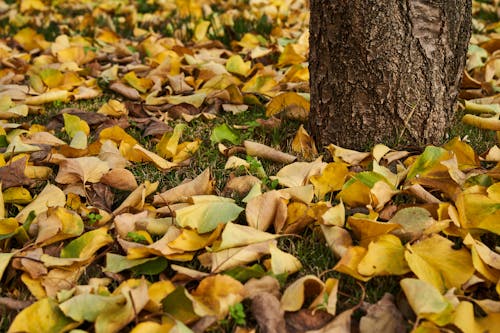 ağaç, arka fon, atmosfera de outono içeren Ücretsiz stok fotoğraf