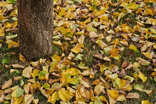Autumn Leaves Lying Down on Ground