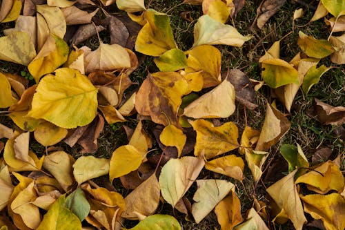 Free stock photo of abstract background, autumn, autumn aesthetic