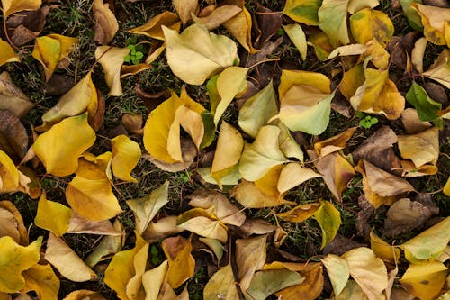 Free stock photo of abstract background, autumn, autumn aesthetic