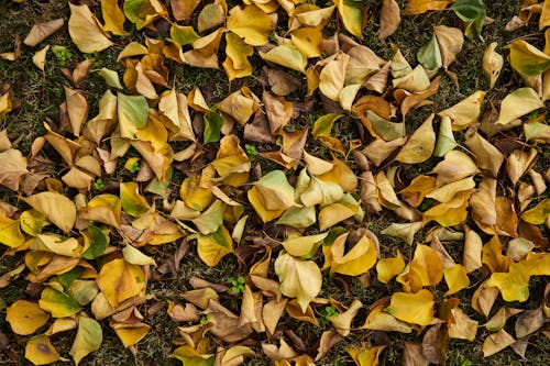 Free stock photo of abstract background, autumn, autumn aesthetic