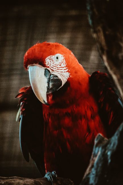 Stunning close-up of a vibrant scarlet macaw perched, showcasing its bright red feathers.