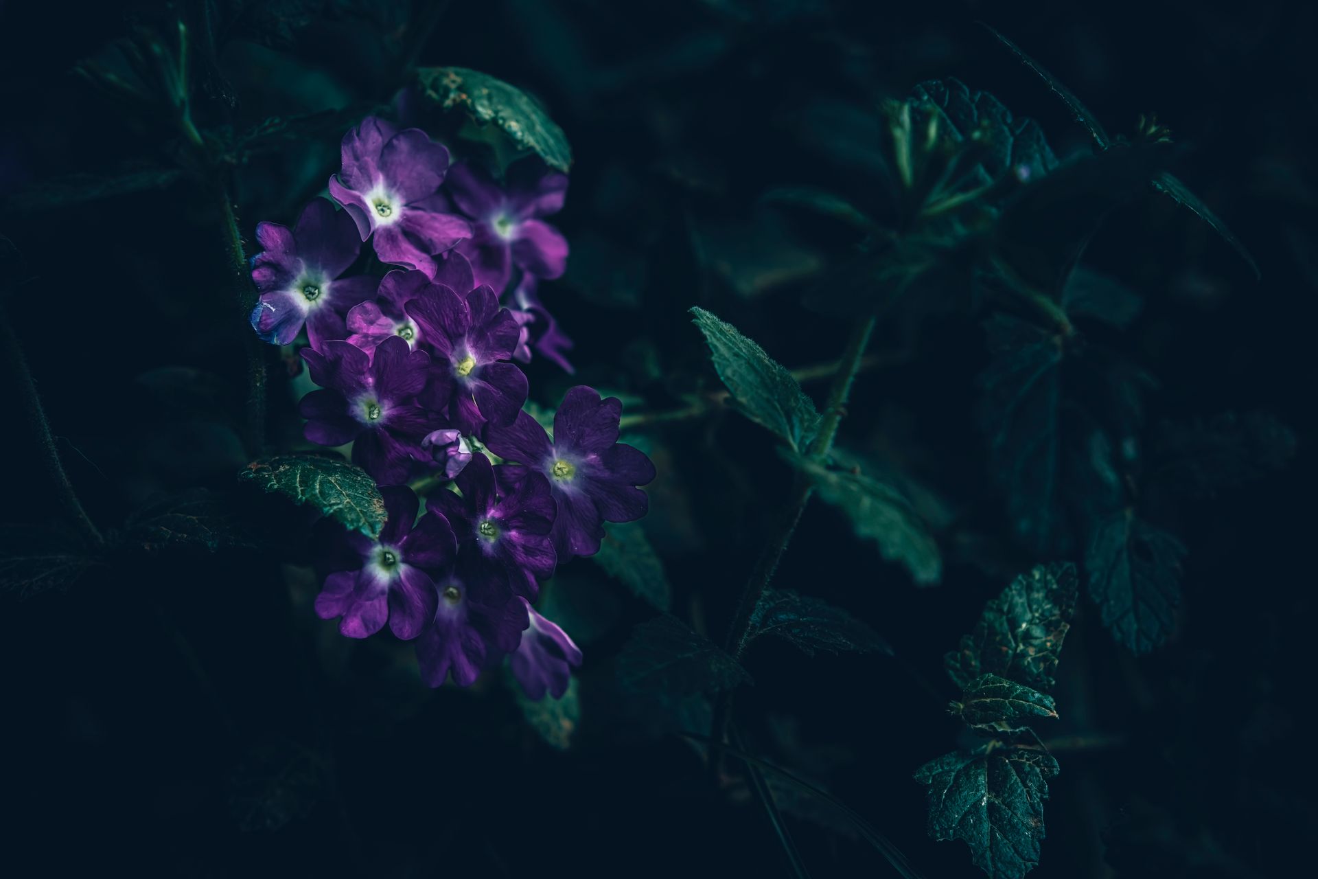 Close-up of purple verbena flowers with dark, moody foliage.