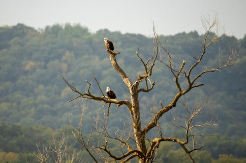 Fotobanka s bezplatnými fotkami na tému bezlistý, divočina, dravé vtáky