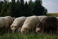 Sheep grazing in a lush green pasture near Krakow, Poland.