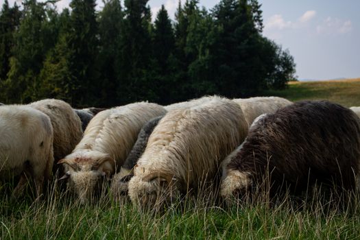 Sheep grazing in a lush green pasture near Krakow, Poland.