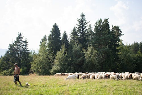 Group of Animals on Green Grass Field