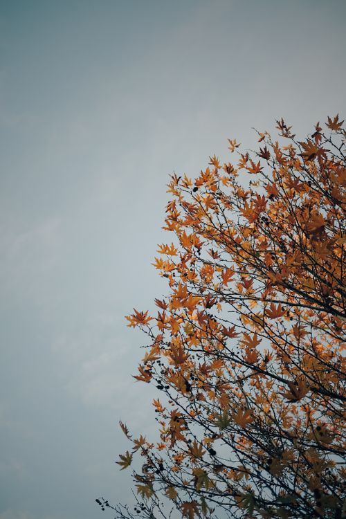 Free Low angle view of tree with autumn leaves against a clear blue sky in Adıyaman, Turkey. Stock Photo