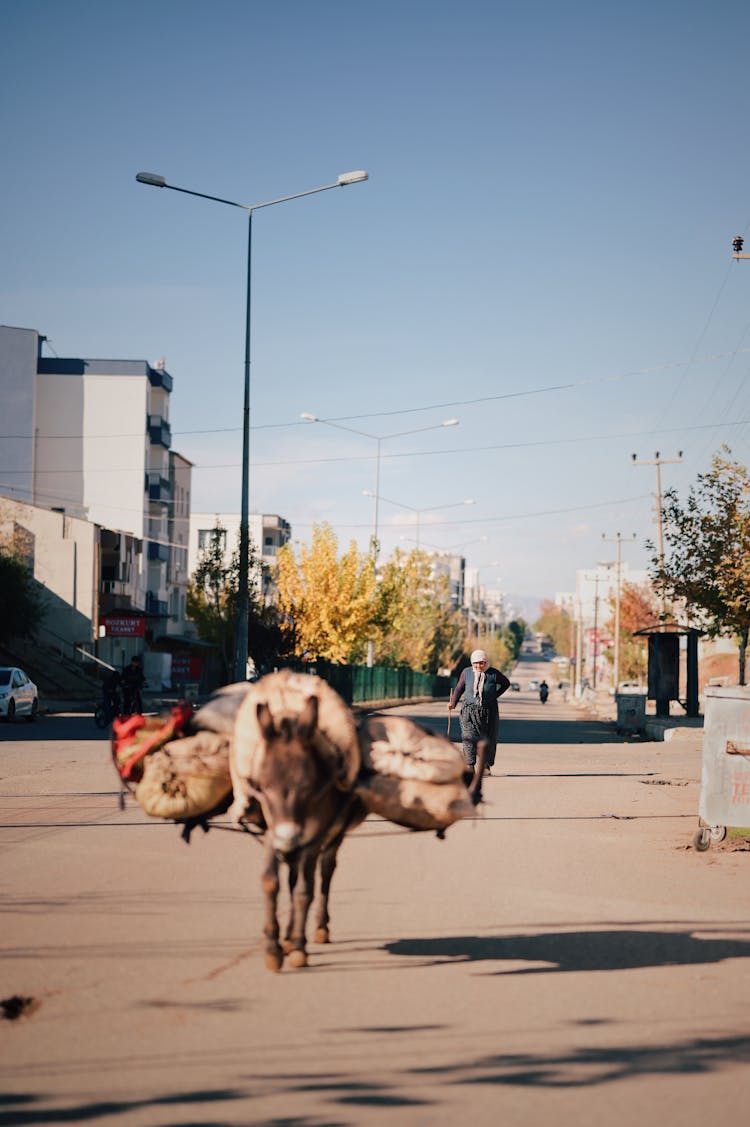 Mule Carrying A Goods In A City