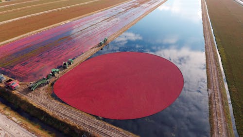 Harvest of Cranberry