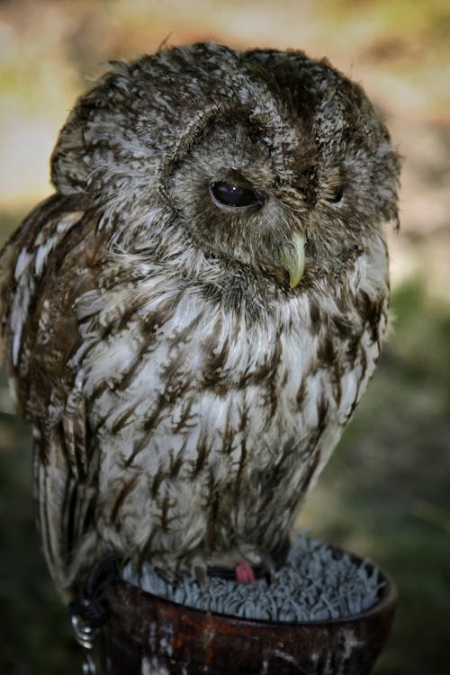 動物, 動物攝影, 垂直拍攝 的 免費圖庫相片