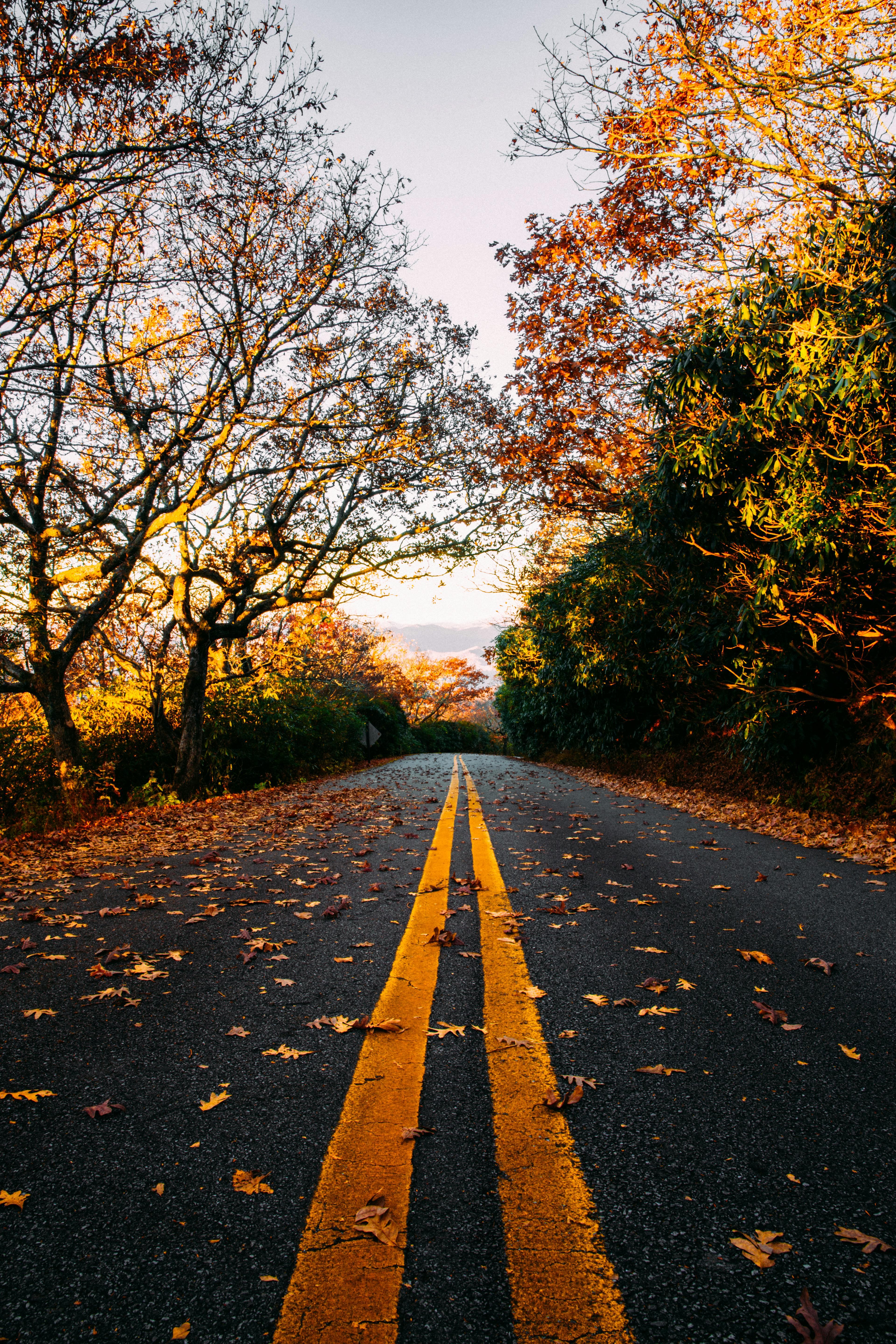 A picturesque autumn road in Hiawassee, GA, lined with vibrant fall foliage.