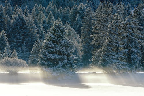 Snowcapped Forest In Winter