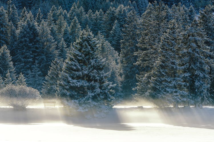 Snowcapped Forest In Winter