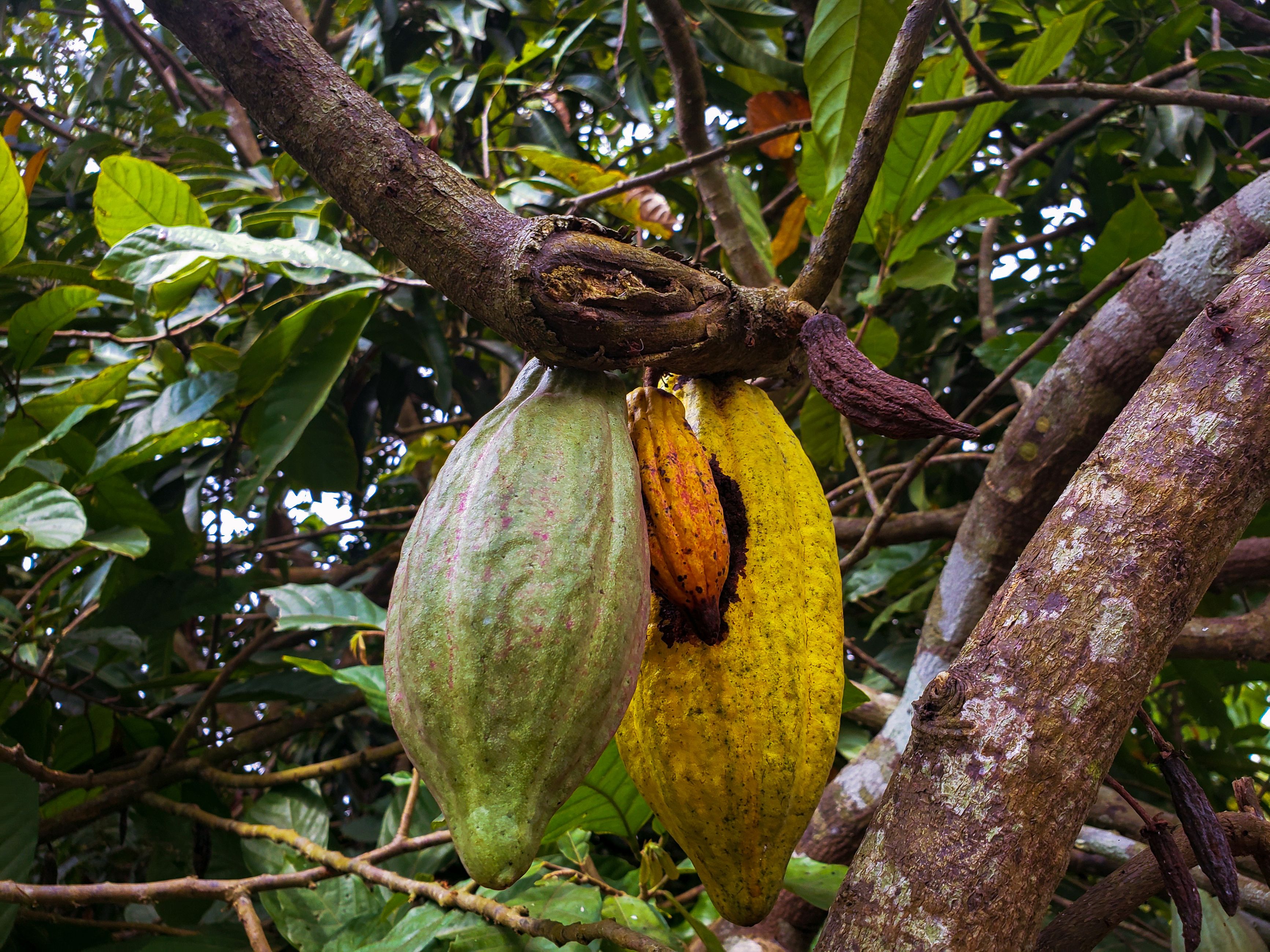 Cacao pods hanging from plantation trees in Ghana
