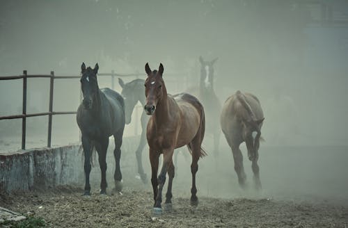 Ilmainen kuvapankkikuva tunnisteilla aitaus, eläinkuvaus, hevoset