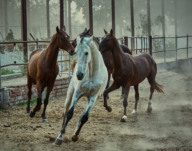 Horses Running In Paddock