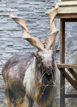 A majestic Markhor goat with impressive horns grazes outdoors against a stone wall.