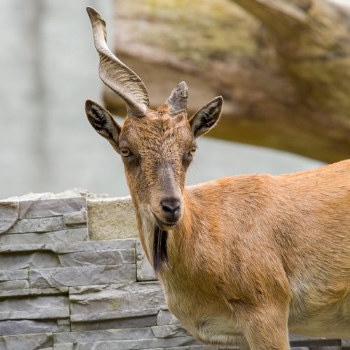 Free Detailed close-up of a Markhor with impressive spiral horns in an outdoor habitat. Stock Photo