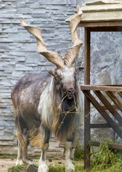 Close-up of a majestic Markhor with impressive twisted horns standing outdoors near wood structure.