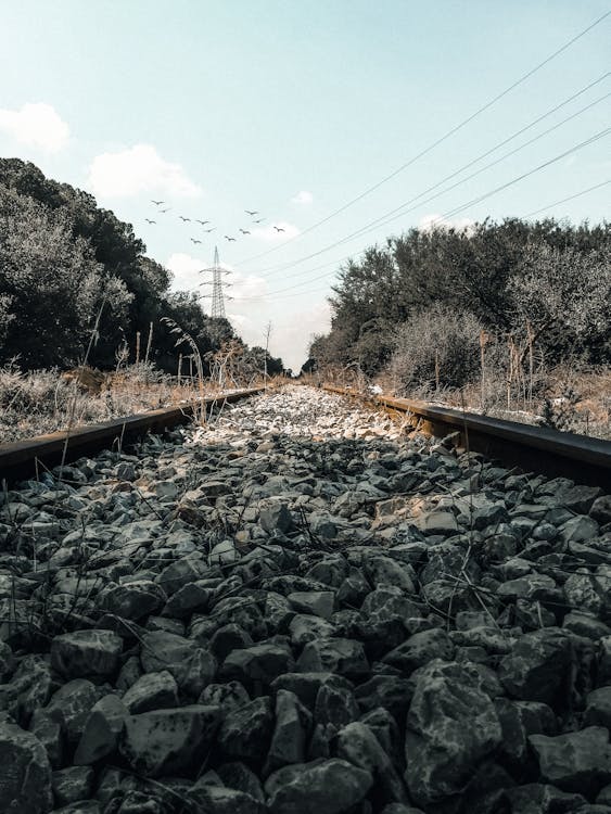 Free stock photo of forest, railway, railway line Stock Photo