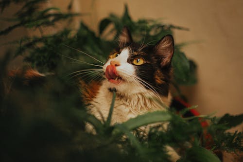 Close-Up Shot of a Cat 