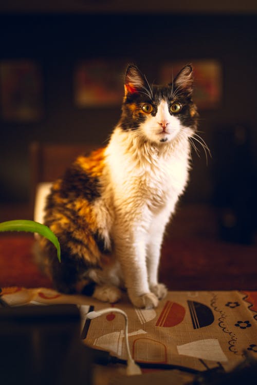 ネコ, ペット, 光の無料の写真素材