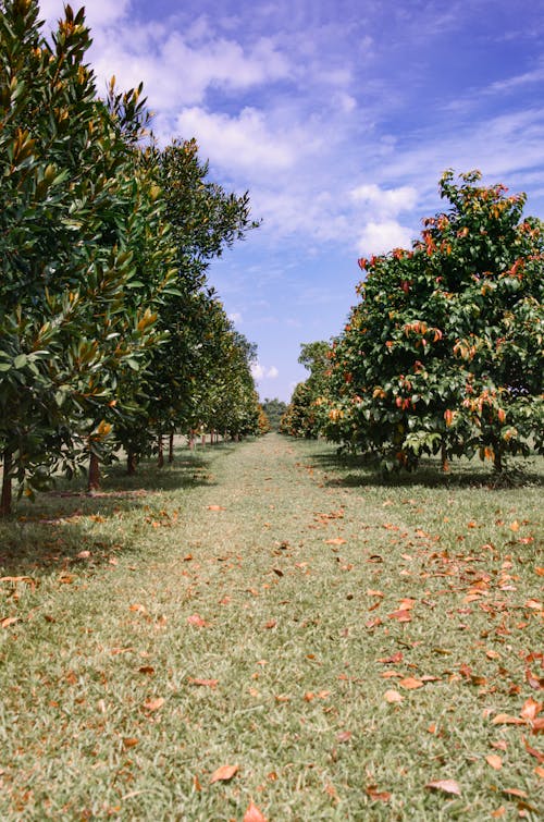 Imagine de stoc gratuită din agricultură, anotimp, arbori