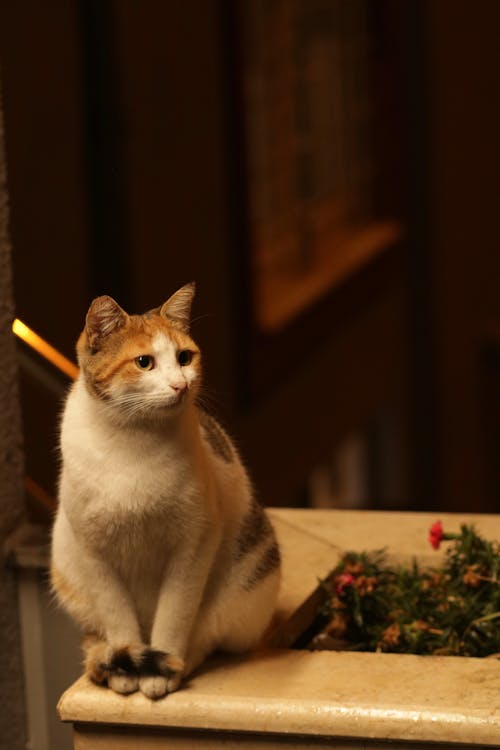 Cat Sitting on a Pot 