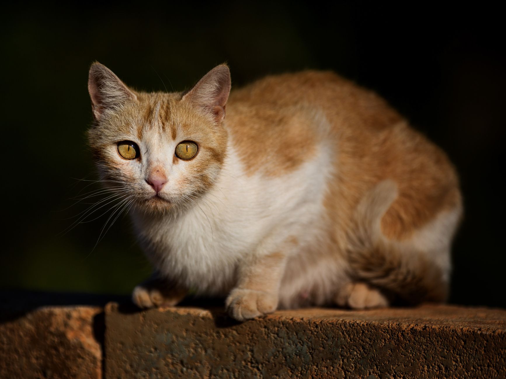 Portrait of a cat at a veterinary clinic