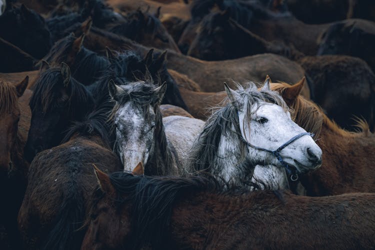 Black Brown And White Horses