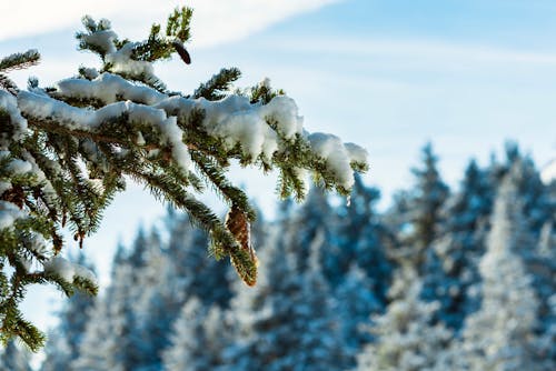 ağaç, buzlu, çam içeren Ücretsiz stok fotoğraf