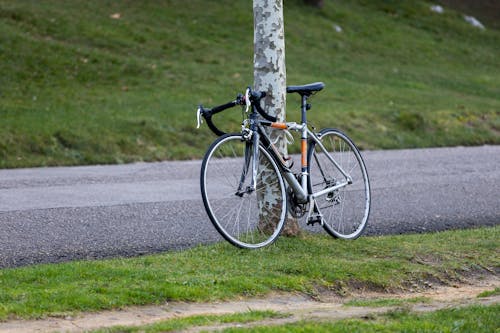 Imagine de stoc gratuită din arbore, bicicletă, drum