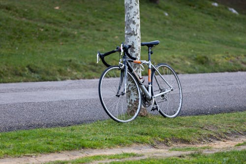 Road Bicycle by Tree by Road