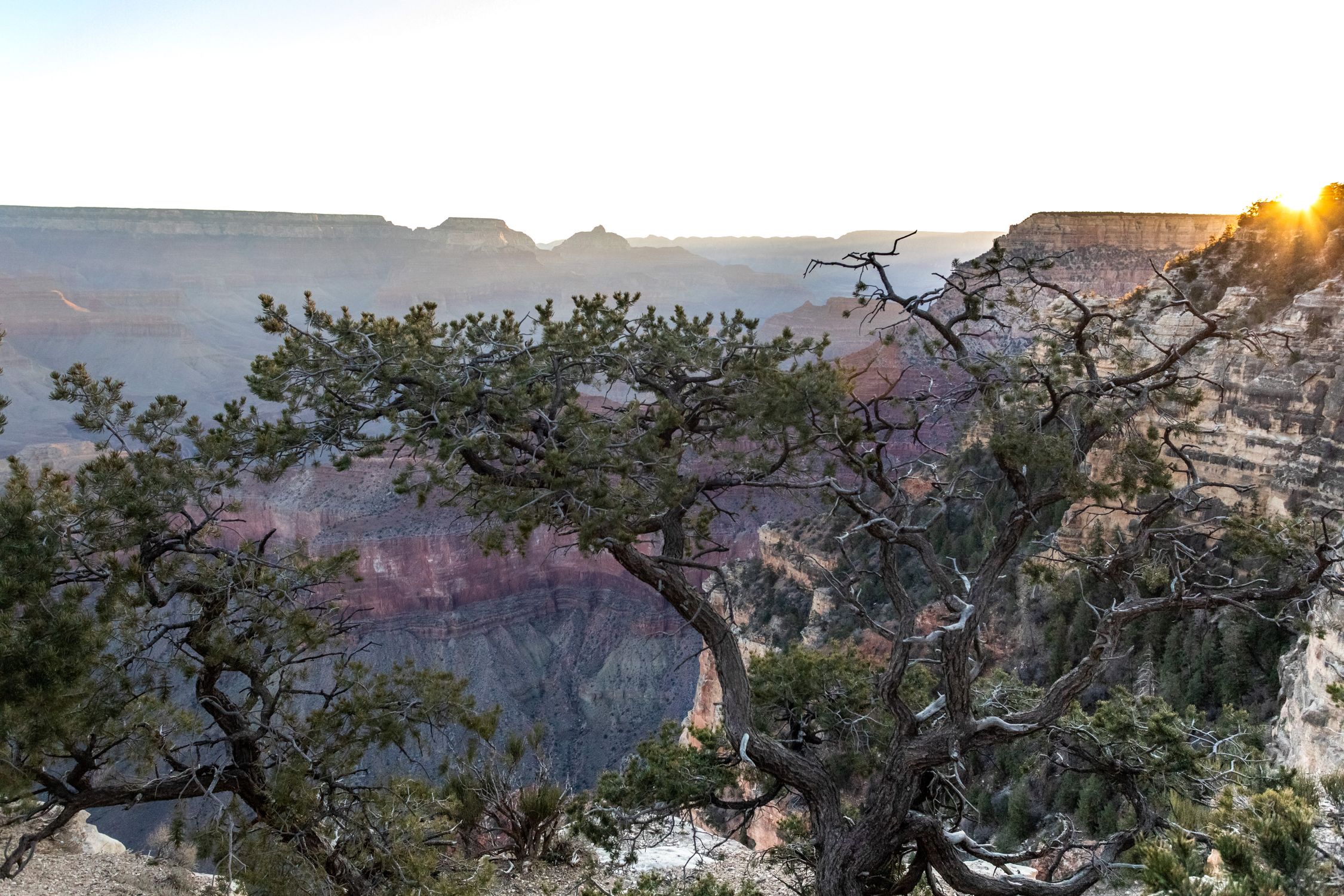 Stunning sunrise over the Grand Canyon with dramatic trees in Arizona, USA.