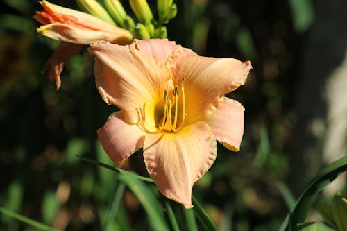 Close-Up Shot of Orange Flower