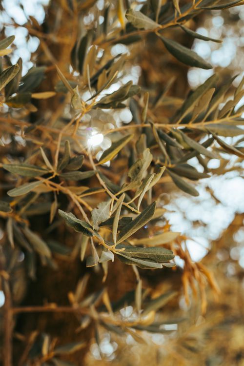 Free Detailed view of olive tree branches with leaves in Rome's autumn ambiance. Stock Photo