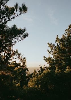 Captivating view of a pine forest silhouetted against a warm sunset sky, evoking peace and natural beauty.