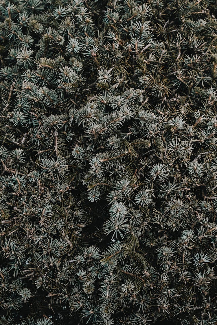 Close-up Of A Conifer Hedge 